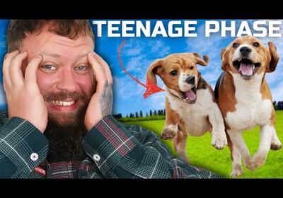 DOG TRAINING MISTAKES IN THE TEENAGE PHASE