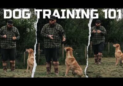 DOG TRAINING 101: How To Teach The Basics